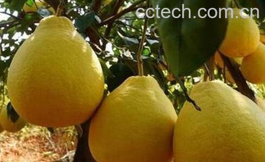 怎么挑选沙田柚-0