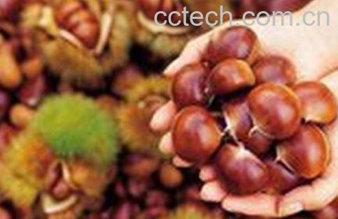 板栗的食疗功效有哪些 -0