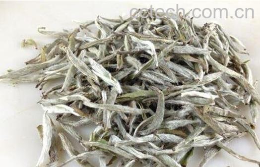 如何区分白毫银针好坏-0