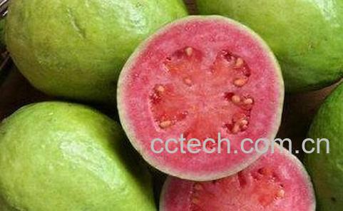 芭乐的营养价值-0