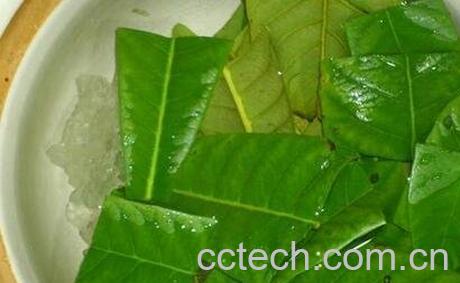 枇杷叶煮水有什么作用-0