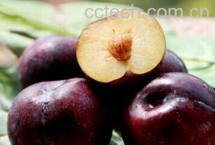 黑布林的营养价值-0