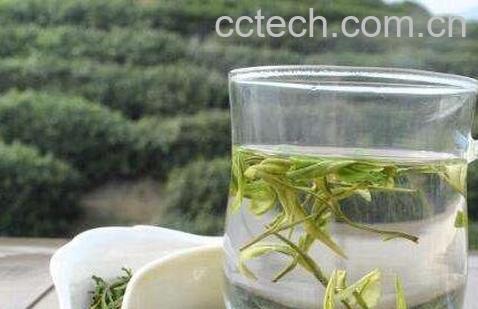  白茶和毛尖之间的区别-0