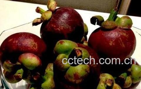 孕妇能吃山竹吗 -0