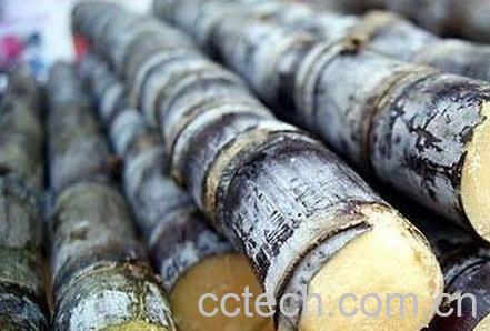 吃甘蔗的好处与坏处-0