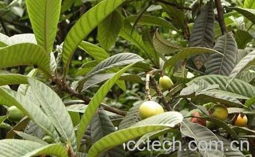 枇杷叶的食用方法 -0