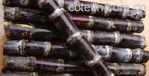 甘蔗的常见吃法 甘蔗怎么吃好-0