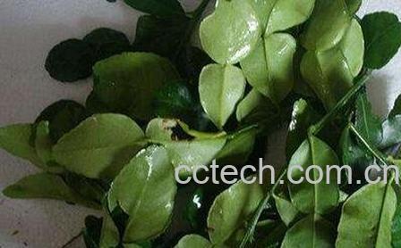  柠檬叶有什么作用-0