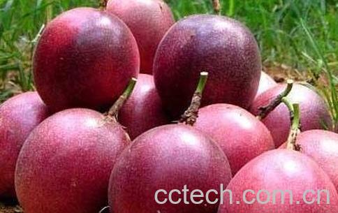 百香果的吃法有哪些 -0