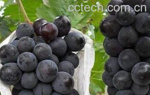 夏黑葡萄怎么挑选-0