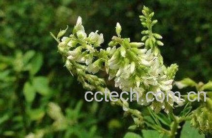 白花茶的功效与作用-0