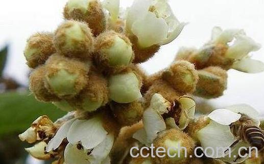 枇杷花煮水的功效与做法-0