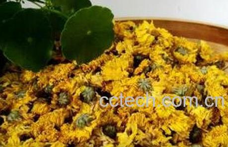 自制干菊花茶方法技巧-0