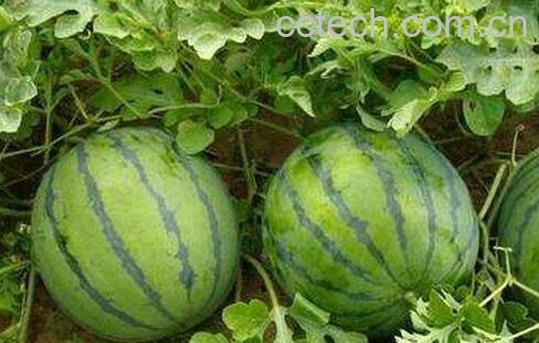  吃西瓜的禁忌-0