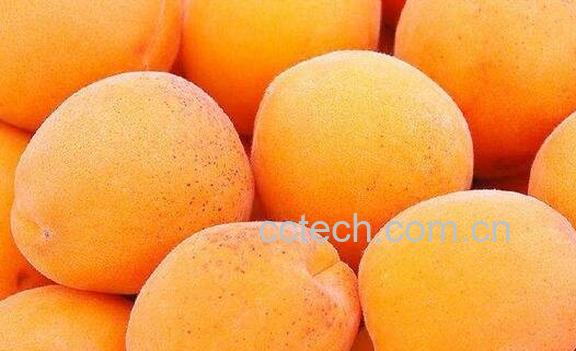 孕妇能吃杏吗-0