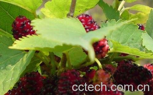 桑果的功效与作用-0