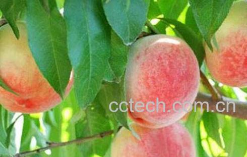 桃子的功效与作用-0