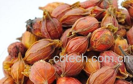 栀子茶的功效与作用及食用方法-0