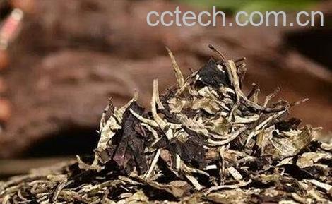 白茶籽的功效与作用及禁忌-0