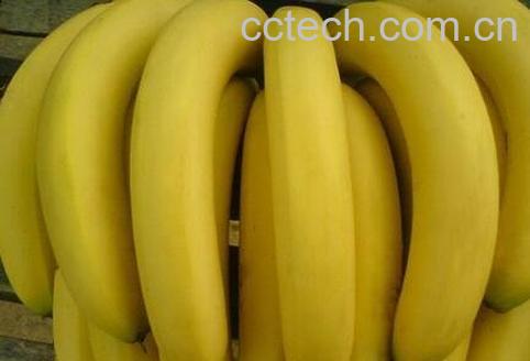 吃香蕉的禁忌 -0