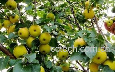 南果梨的营养价值与功效-0