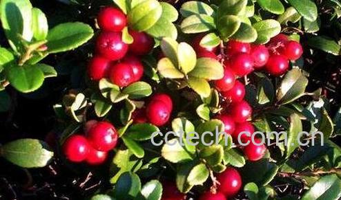 越桔的功效与作用-0