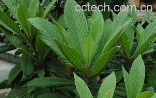 枇杷叶煮水喝的功效与作用-0