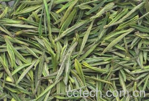 白茶毛尖是绿茶吗 -0