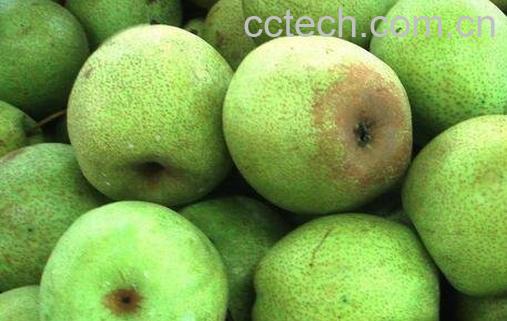 翠冠梨的营养价值与功效-0