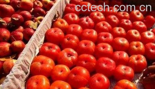  柿子多吃会怎么样-0