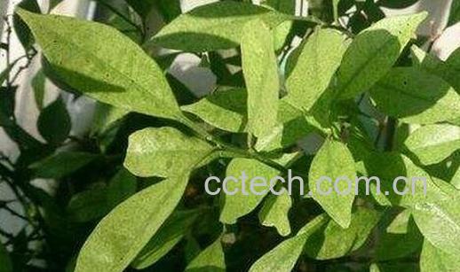 柑桔叶的功效与作用-0