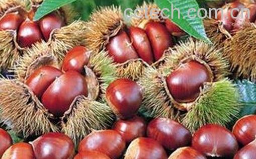 吃栗子会发胖吗 -0