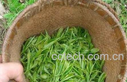  扁茶与毛尖的区别-0