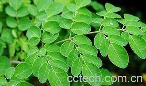 印度辣木茶叶的功效-0