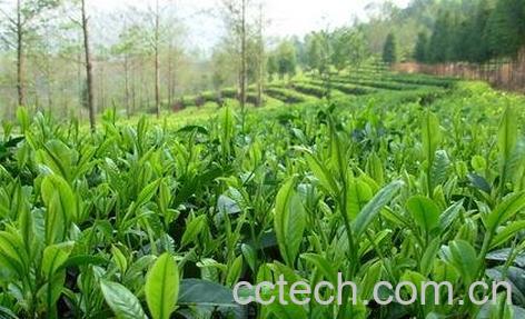  茶叶的功效与作用及禁忌-0