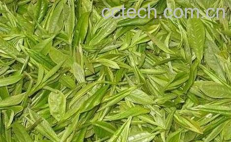 绿茶的禁忌与副作用-0