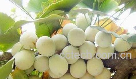 吃白果会中毒吗 -0