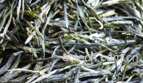 东白春芽是什么茶-0