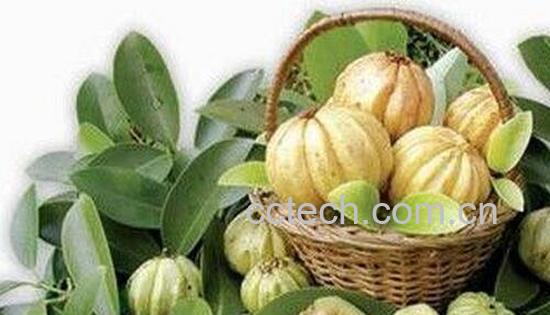 藤黄果的功效与作用-0