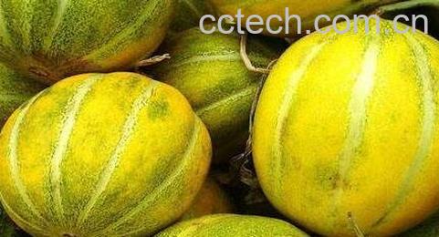 香瓜的功效与作用-0