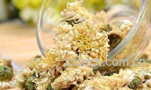贡菊花茶的功效与作用-0