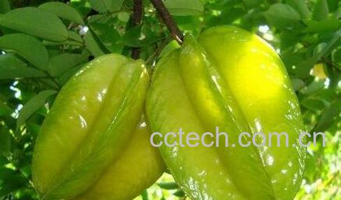 杨桃的药用功效有哪些-0