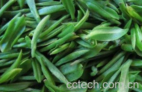 苍山雪绿茶的特点与泡法-0