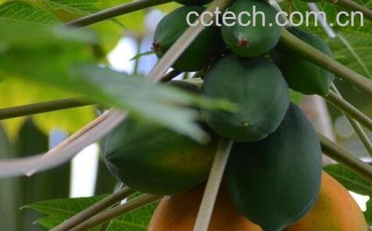 番木瓜的功效有哪些-0