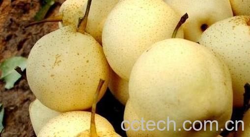 如何挑选雪梨 -0