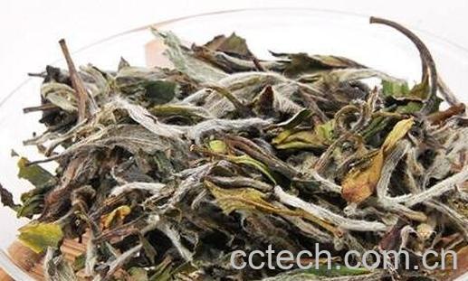 喝老白茶的好处有哪些-0