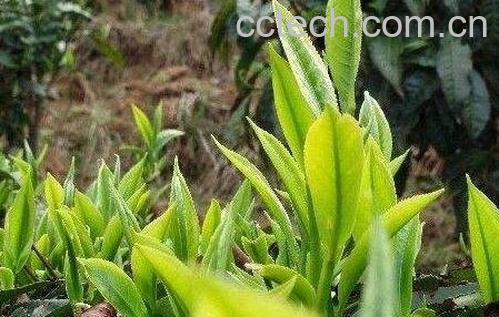 隆中茶的选购方法与主要功效-0