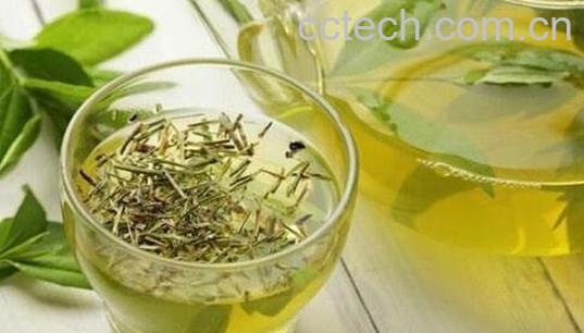 安化松针茶的泡法与功效-0