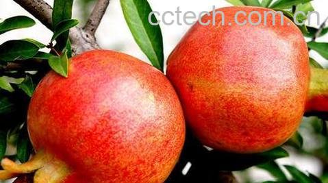 吃石榴会上火吗-0