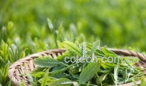 双桥毛尖是什么茶-0